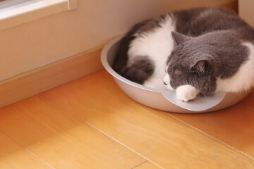 猫鍋で寛いで寝る可愛い猫 コピースペース