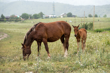 horse and foal