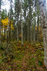 Fototapeta premium Sikhote-Alin Biosphere Reserve. Far Eastern reserved forest. Tall coniferous trees go into the sky in a dense impassable forest.