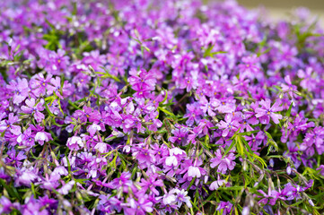 Fototapeta premium field of lavender