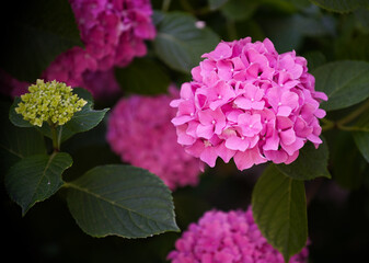 Hortensia flower - Hydrangea macrophylla - Beautiful bush of hydrangea flowers in a garden