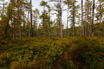 Sikhote-Alin Biosphere Reserve. Far Eastern reserved forest. Tall coniferous trees go into the sky in a dense impassable forest.