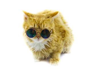 Portrait of a beautiful cute fluffy ginger cat wearing sunglasses on white background