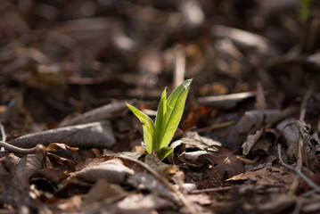 sprout