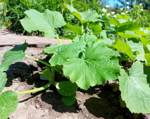 zucchini grow in the garden. green leaves of the plant. growing vegetables. gardening.