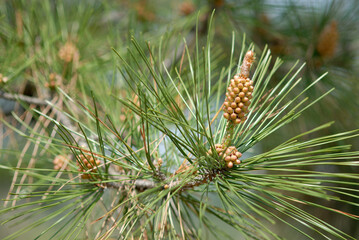 flowers of the pine