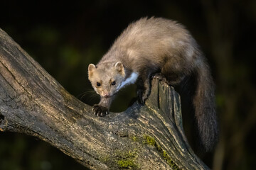 Stone marten on tree trunk
