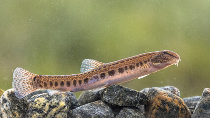 Spined loach in water