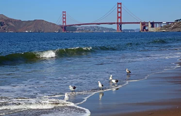 Photo sur Plexiglas Plage de Baker, San Francisco Sea gulls and Golden Gate Bridge - San Francisco, California