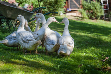A flock of mulard ducks graze in the garden.
