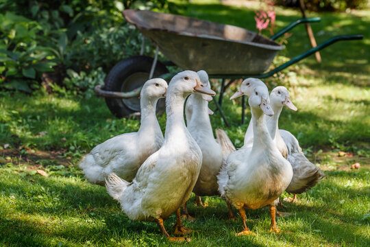 A flock of mulard ducks graze in the garden.