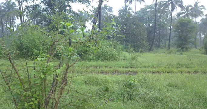 Summer Green Meadows With Lush Vegetation In Cotigao Wildlife Sanctuary, Netravali, South Goa India. - Sideways Shot