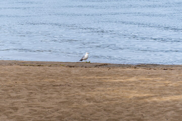 seagull on the beach