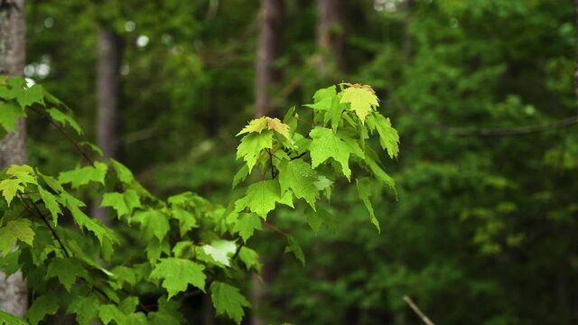 Maple tree branch with leaves after rain with drops and water droplets (4k 30p)
