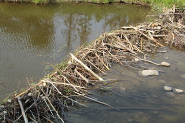 Beaver Dam, Whitemud Park, Edmonton, Alberta