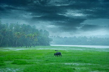 Landscape photography - Monsoon rain in Kerala India, Beautiful image of rain, Buffaloes eating grass when it is raining heavy.