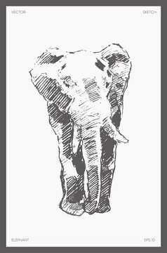 High detail drawn vector elephant drawing sketch