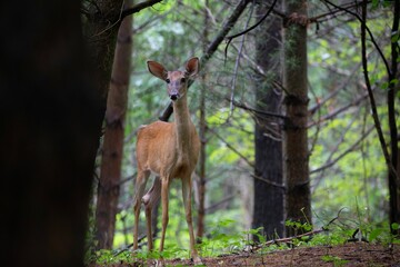 Young Summer Fawn in Forest