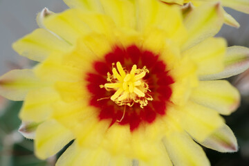 A cactus and yellow flower in a pot with nature bokeh background. Echinofossulocactus Phyllacanthus Lawr. in Loudon.