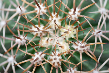 Obraz premium Closeup of succulent plant, Gymnocalycium Cactus with thick spider spines in pot.