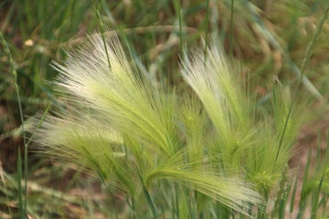 Beauty Of The Grass, Whitemud Park, Edmonton, Alberta