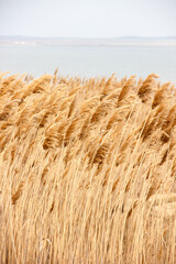 Dry reed outdoor in light pastel colors, reed layer, reed seeds. Beige reed grass, pampas grass. Abstract natural background. Beautiful pattern with neutral colors. Minimal, stylish, trend