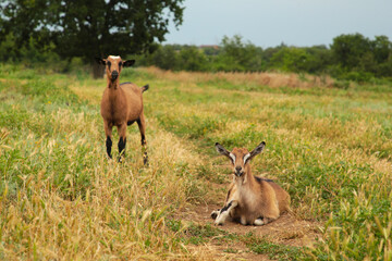 Two brown goats on summer meadow with copy space.