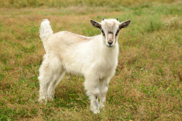 Little white goat on the summer meadow.