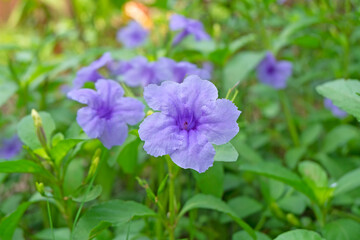 Beautiful purple flowers with moring sunlight and blurred background. Ruellia tuberosa as an ornamental and medicinal plants that grow easily.