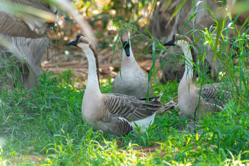 Mallard duck