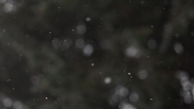 Snowflakes blowing sideways by the the wind, In a forest, During a winter storm