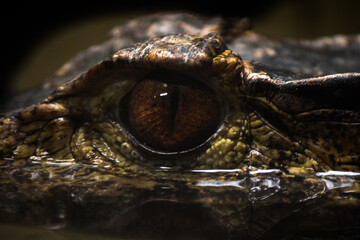 Paleosuchus palpebrosus  © Lucy