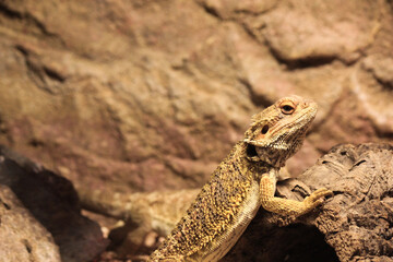 Pogona vitticep
