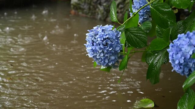 大雨の紫陽花