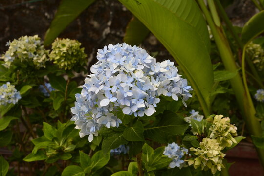 hydrangeas in khandala