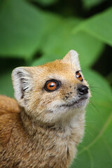 Foxy © Lucy