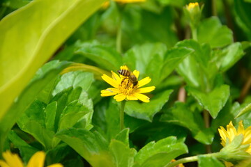 bee on flower in khandala