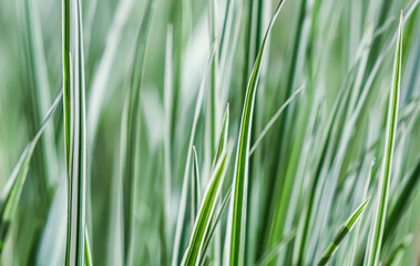 Decorative blue grass and white green striped. Blue Fescue and Arrhenatherum elatius bulbosum variegatum. Natural background