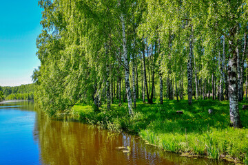 Birch forest grove in Kostroma