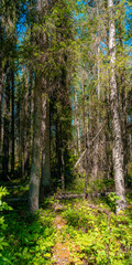 Obraz premium The nature of the taiga. Beautiful summer forest landscape with spruce and birch trees. Vertical format.