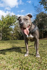 Pit bull dog playing in an open field at sunset. Pitbull blue nose in sunny day with green grass and beautiful view in the background. Selective focus.