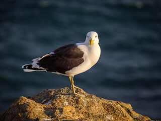 Kelp gull (Larus dominicanus) standing on a rocky shore on the garden Route. Western Cape. South Africa
