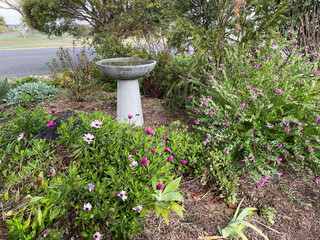Beautiful purple, pink and white daisy flowers in garden settings, early morning in Queensland Australia