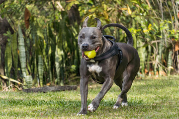 Pit bull dog playing in an open field at sunset. Pitbull blue nose in sunny day with green grass and beautiful view in the background. Selective focus.