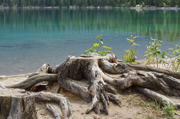Tree Stumps near the Water's Edge