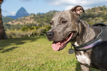 Pit bull dog playing in an open field at sunset. Pitbull blue nose in sunny day with green grass and beautiful view in the background. Selective focus.