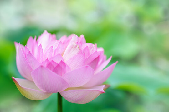 5 562 Best ハスの花 Images Stock Photos Vectors Adobe Stock