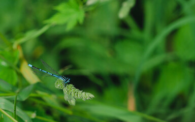 dragonfly on a leaf