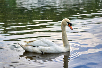 A white swan with a long neck and a red beak floats on the water