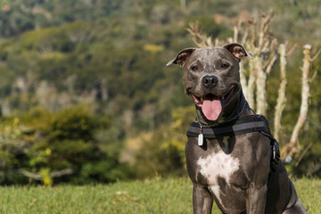 Pit bull dog playing in an open field at sunset. Pitbull blue nose in sunny day with green grass...